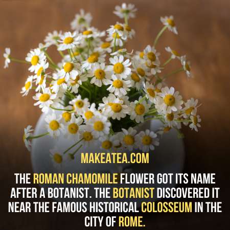 Chamomile flower pot