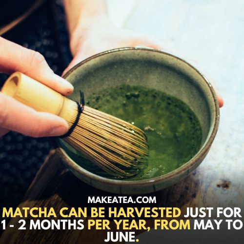 Matcha can be harvested just for 1-2 months per year, from may to june