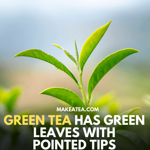 Green Tea Leaves
